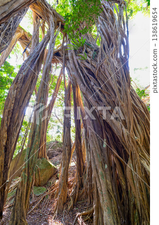 Banyan tree, Yakushima, a World Natural Heritage Site (Spring) Banyan tree, Yakushima, a World Natural Heritage Site (Spring) 138619654