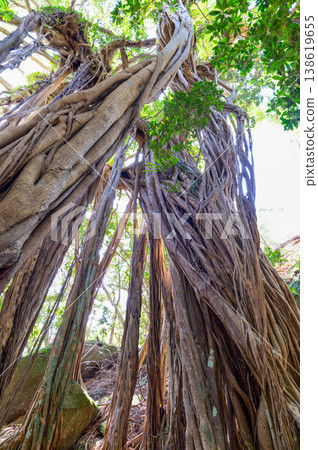Banyan tree, Yakushima, a World Natural Heritage Site (Spring) 138619655