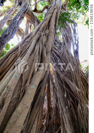 Banyan tree, Yakushima, a World Natural Heritage Site (Spring) Banyan tree, Yakushima, a World Natural Heritage Site (Spring) 138619656