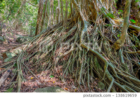 榕樹,屋久島,世界自然遺產地(春季) 榕樹,屋久島,世界自然遺產地(春季) 138619659