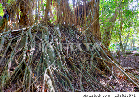 Banyan tree, Yakushima, a World Natural Heritage Site (Spring) Banyan tree, Yakushima, a World Natural Heritage Site (Spring) 138619671