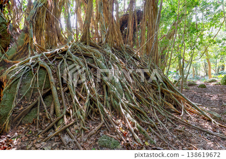 Banyan tree, Yakushima, a World Natural Heritage Site (Spring) Banyan tree, Yakushima, a World Natural Heritage Site (Spring) 138619672