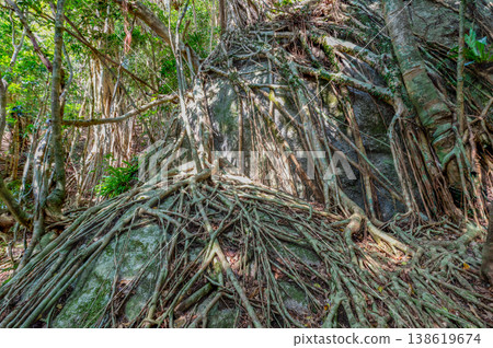 Banyan tree, Yakushima, a World Natural Heritage Site (Spring) Banyan tree, Yakushima, a World Natural Heritage Site (Spring) 138619674