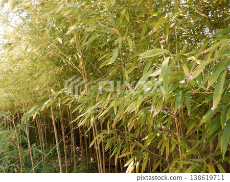 Tokyo! The bamboo grove in Sumida Park, Taito Ward. Tokyo! The bamboo grove in Sumida Park, Taito Ward. 138619711