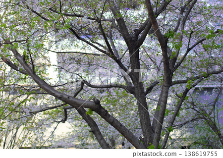 Scattering cherry blossoms 138619755