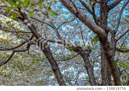 Scattering cherry blossoms Scattering cherry blossoms 138619756