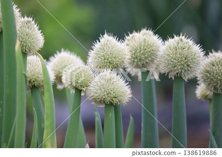 Onion flower in the field Onion flower in the field 138619886