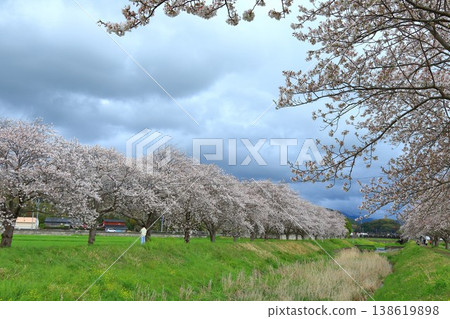 Cherry blossom trees, a popular tourist spot 138619898