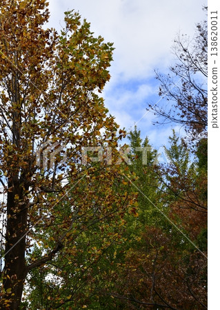 Autumn sky and autumn leaves Autumn sky and autumn leaves 138620011