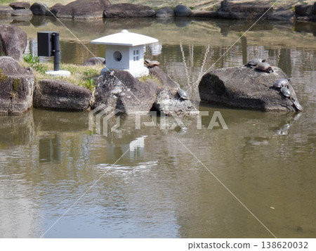 東京墨田公園!葫蘆形池塘裡的烏龜。 東京墨田公園!葫蘆形池塘裡的烏龜。 138620032