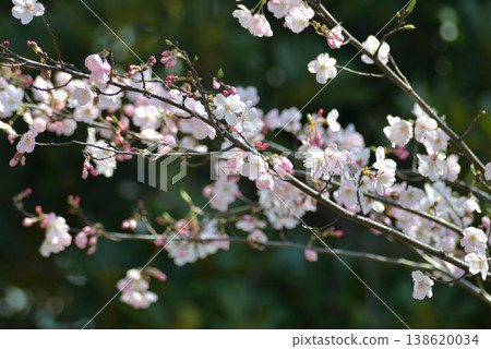 櫻花 138620034