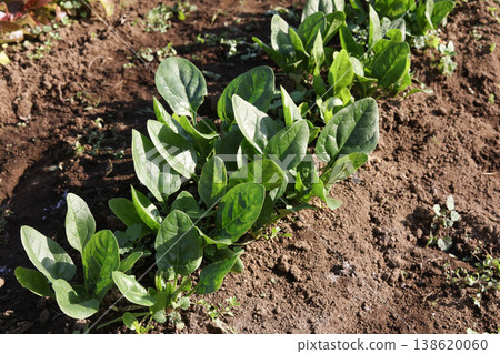 Spinach swaying in the wind 138620060
