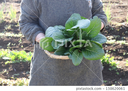 A woman holding komatsuna (Japanese mustard spinach) 138620061