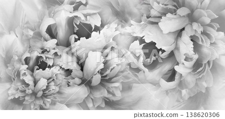 Floral spring background. peonies and petals. Close-up.Nature 138620306