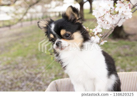A Chihuahua smiling amidst cherry blossoms A Chihuahua smiling amidst cherry blossoms 138620325
