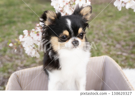 A Chihuahua smiling amidst cherry blossoms 138620327