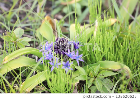 Purple flowers of Scilla peruviana (Japanese giant squirrel) Purple flowers of Scilla peruviana (Japanese giant squirrel) 138620623