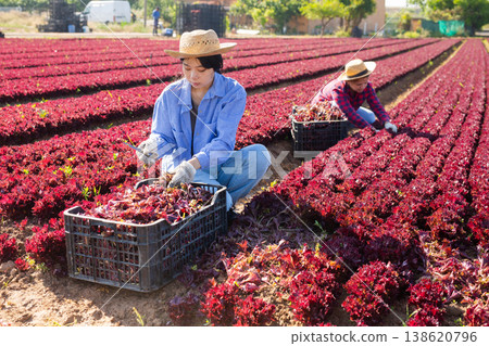 Hired worker asian woman, harvesting fresh red lettuce using knife on field Hired worker asian woman, harvesting fresh red lettuce using knife on field 138620796