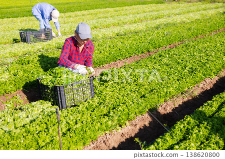 Young girl seasonal worker harvesting green lettuce at farm plantation Young girl seasonal worker harvesting green lettuce at farm plantation 138620800