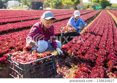 Skilled woman engaged in farming picking fresh red lettuce on farm at day Skilled woman engaged in farming picking fresh red lettuce on farm at day 138620827