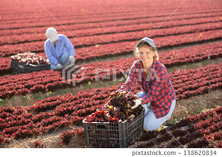 Positive woman farmer gathering fresh red lettuce Positive woman farmer gathering fresh red lettuce 138620834