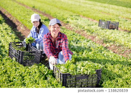 Smiling young workgirl harvesting green lettuce on farm field Smiling young workgirl harvesting green lettuce on farm field 138620839