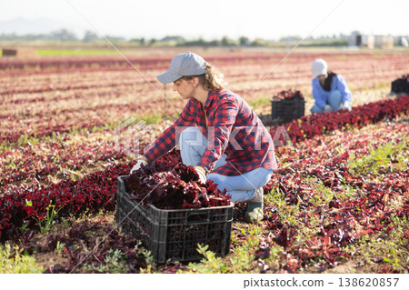 Female gardener harvesting red lettuce on field Female gardener harvesting red lettuce on field 138620857