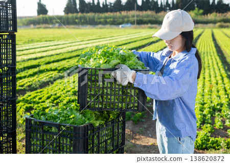 Portrait of asian girl stacking plastic crates with green lettuce harvest in backyard of farm 138620872