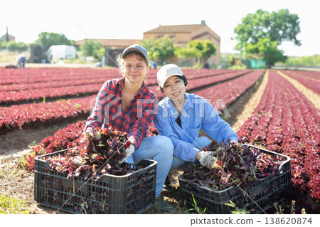 Portrait of two female farmers with boxes of ripe red lettuce in their hands Portrait of two female farmers with boxes of ripe red lettuce in their hands 138620874
