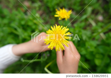 A child's hands touching a dandelion flower in a spring field. A child's hands touching a dandelion flower in a spring field. 138620931