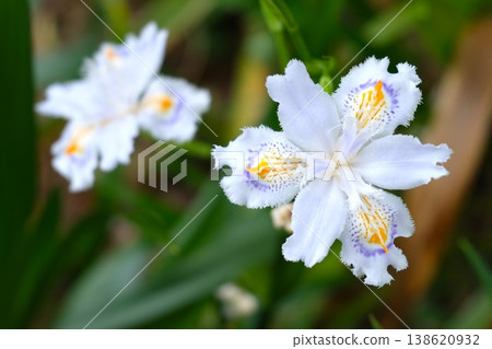美麗的鳶尾花(日本鳶尾花)在陰涼處盛開。 美麗的鳶尾花(日本鳶尾花)在陰涼處盛開。 138620932