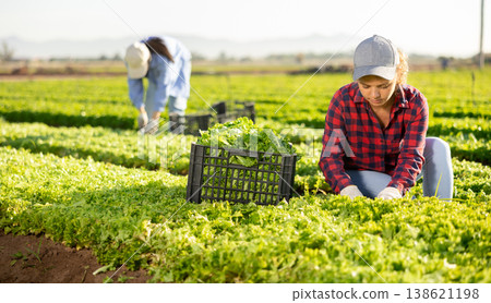 Positive woman farmer gathering harvest of organic green lettuce on field Positive woman farmer gathering harvest of organic green lettuce on field 138621198