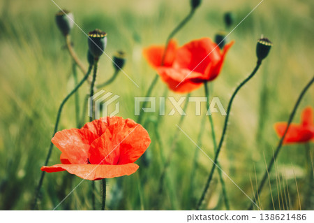 Red poppy flowers blooming in field with green stems and buds. ANZAC Day, Australian Gallipoli campaign memorial, Memorial Day, Veterans Day, US military tribute, Commonwealth war graves 138621486