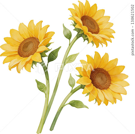 A watercolor illustration of sunflowers in full bloom, a symbol of summer. 138621502