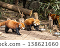 Lesser panda 138621660