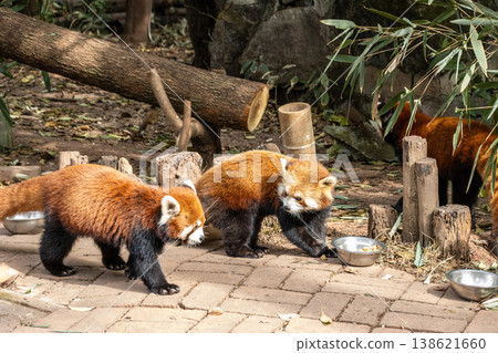 Lesser panda Lesser panda 138621660