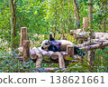 Panda 138621661