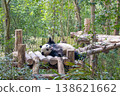 Panda 138621662