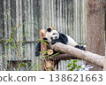 Panda 138621663