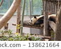 Panda 138621664