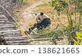 Panda 138621665
