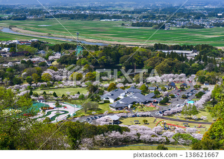 Cherry blossoms at Takagi Kannonike Park 138621667