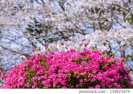 高木觀音池公園的櫻花 高木觀音池公園的櫻花 138621674