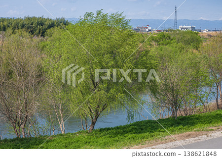 桂川景色,樹木枝繁葉茂,京都市 桂川景色,樹木枝繁葉茂,京都市 138621848