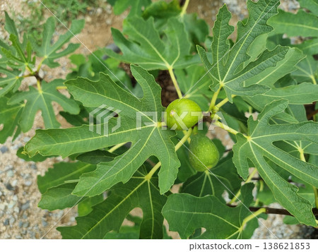 It is a fig tree with fruit. 138621853