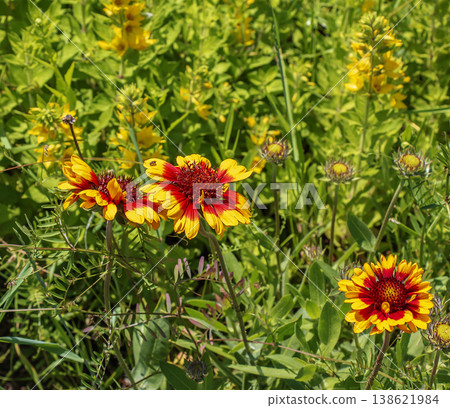 Close-up of bright orange and yellow blanket flowers blooming in a garden, surrounded by greenery 138621984