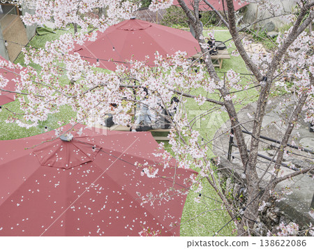 Falling petals. An elegant spring feast adorned with red umbrellas. 138622086