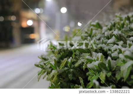 Snow-covered green bushes: A close-up of a winter street corner. 138622221