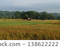 Golden Rice Paddy Field with Traditional Hut in Rural Landscape 138622222