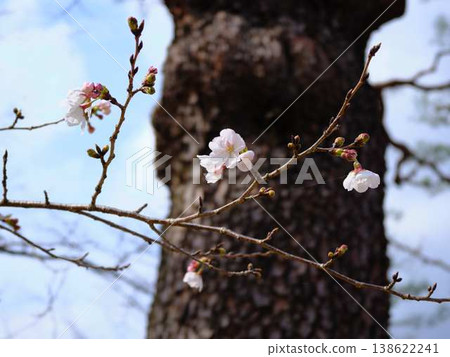 櫻花標本樹 138622241